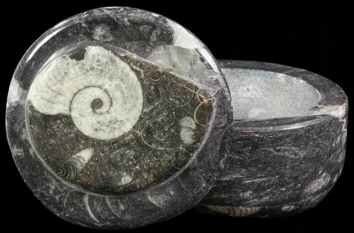Small Fossil Goniatite Jar (Black) - Stoneware #66572